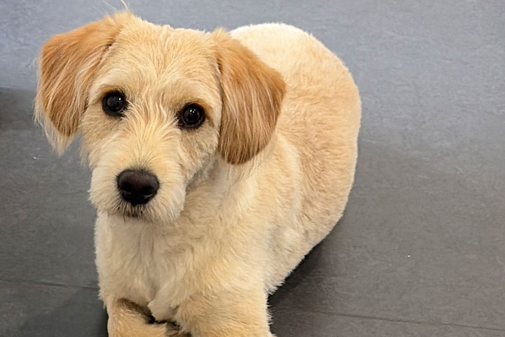 physiotherapie-laatzen-hannover-laika