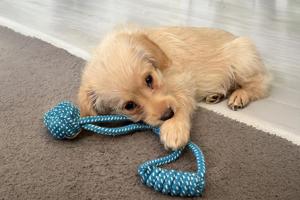 physiotherapie-laatzen-hannover laika